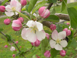 りんごの花が咲いたら 摘花作業開始 りんご大学