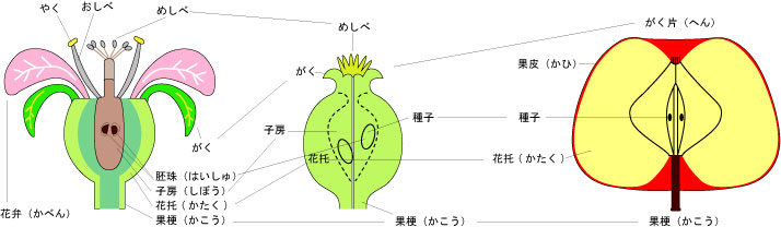 Jozpictsimxjp 新しいコレクション りんご 花托 りんご 花托