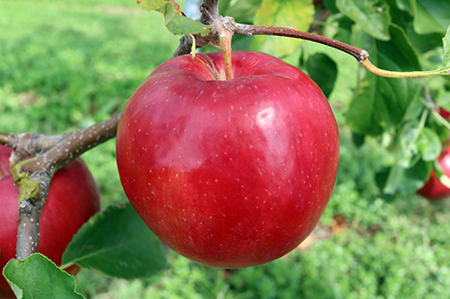 りんごの新品種 紅はつみ べにはつみ りんご大学ブログ
