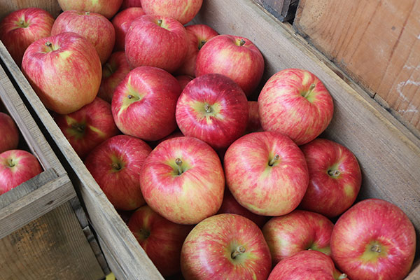 青森りんごのレア品種「未希ライフ」と「あかね」 - りんご大学ブログ