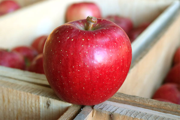 青森りんごのレア品種 千秋 せんしゅう と 北紅 きたくれない りんご大学ブログ