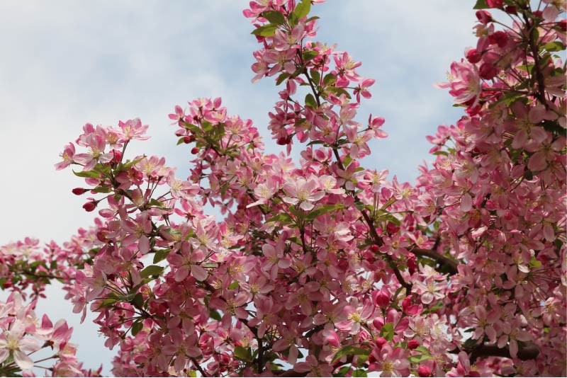 22 弘前りんご花まつりに行ってきました りんご大学ブログ