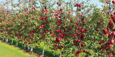 りんご栽培（知識）画像